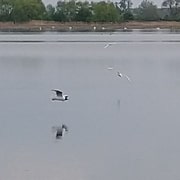 black headed gulls flying low over water