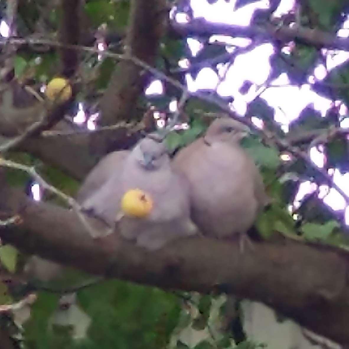 two collared doves sat on a branch, leaning against each other.
