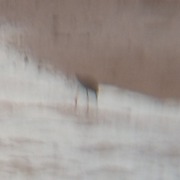 A very blurry picture of a vague bird shape wading in the shallows.