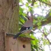 a jay standing atop a birdhouse built for much smaller birds