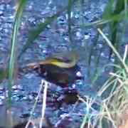 grey wagtail with a yellow and white belly stands on a pebble over a river.