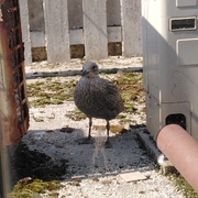 juvenile herring gull on the ground