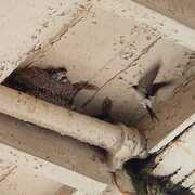 adult house martin flying towards its babies in their nest