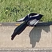 a magpie awkwardly hunched as it takes off