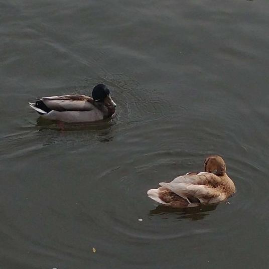 An unusually pale mallard swims along next to a typical male.