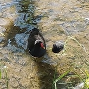 a moorhen and its chick float together in water