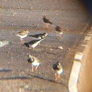 a group of turnstones in winter plumage, showing dark brown backs