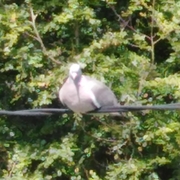 woodpigeon sitting on a telephone wire.