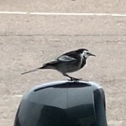 white wagtail standing on a car's wing mirror.