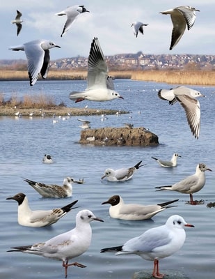 a composite photo of many black headed gulls flying or sitting on water