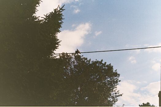 An underexposed photo half taken up by a solid block of conifer.  A pair of woodpigeons sit together on a telephone wire.