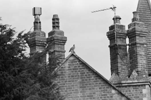 a woodpigeon sits on the roof of a house surrounded by chimneys and spires, against a white sky.
