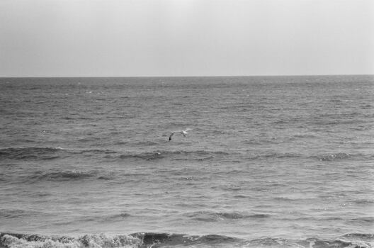 a herring gull flies over the sea's waves, under a white sky.