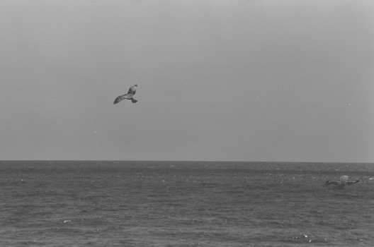 a herring gull against a dark sky, soaring over the sea.  another herring gull follows it, barely visible against the sea.