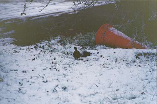 A blackbird crouches, facing the viewer, in the shallow snow under a hedge.  There is an orange traffic cone upturned behind it.
